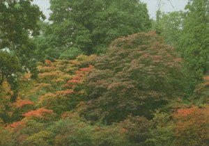 Hampshire Postcard - Autumn Colour, Yard Wood, Exbury Gardens  RR7633