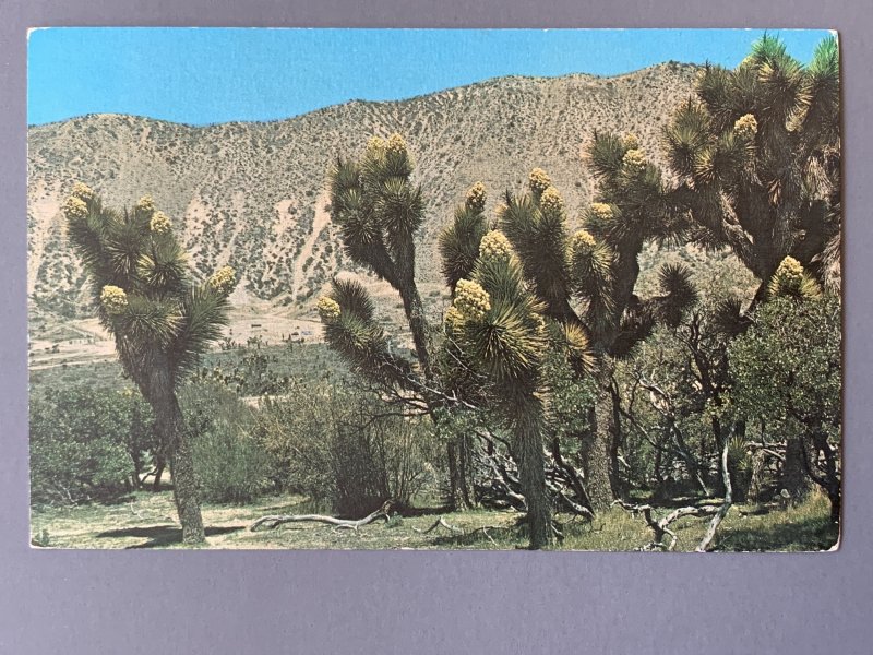 Joshua Trees CA Chrome Postcard A1173090126