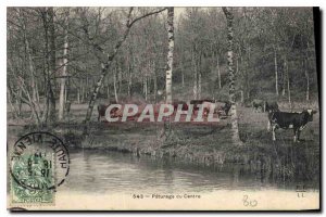 Old Postcard Pasture the cows Center