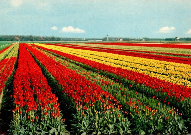 Netherlands Beautiful Tulip Fields