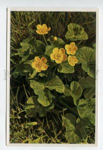428015 Flower Caltha palustris Vintage Sammelwerk Tobacco Card w/ ADVERTISING