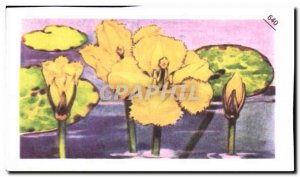 Image Entremets Francorusse Limantheme or Nimpheau