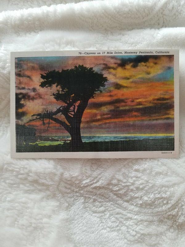 Antique Postcard, Cyprus on 17 Mile Drive, Monterey Peninsula, California