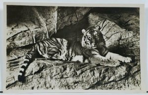 Tiger Carl Hagenbeck's Tierpark Stellingen-Hamburg Photo Postcard L5