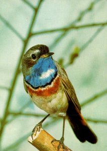 Birds Bluethroat