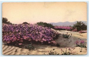 PALM SPRINGS, CA California ~ Handcolored SAND VERBENAS c1930s  Postcard