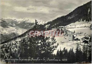 Postcard Modern Sole e Neve Tra Le Pinete di Peroulaz e S m Pantaleon 1375