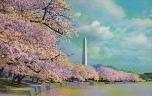 Washington D C Washington Monument and Cherry Blossoms 1971