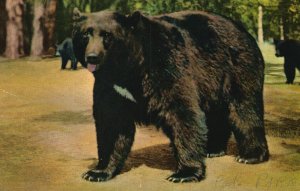 Vintage Postcard 1954 Black Bear Yosemite National Park California Wild Animals