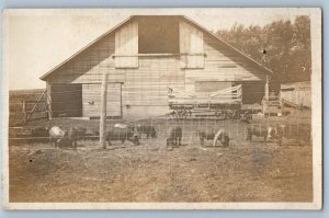 c1910's Hogs Pigs Farm Barn Scene Field Animals RPPC Photo Antique Postcard