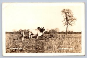 J95/ Columbus Texas RPPC Postcard c1940s Brahma Bull Farm Cattle  47