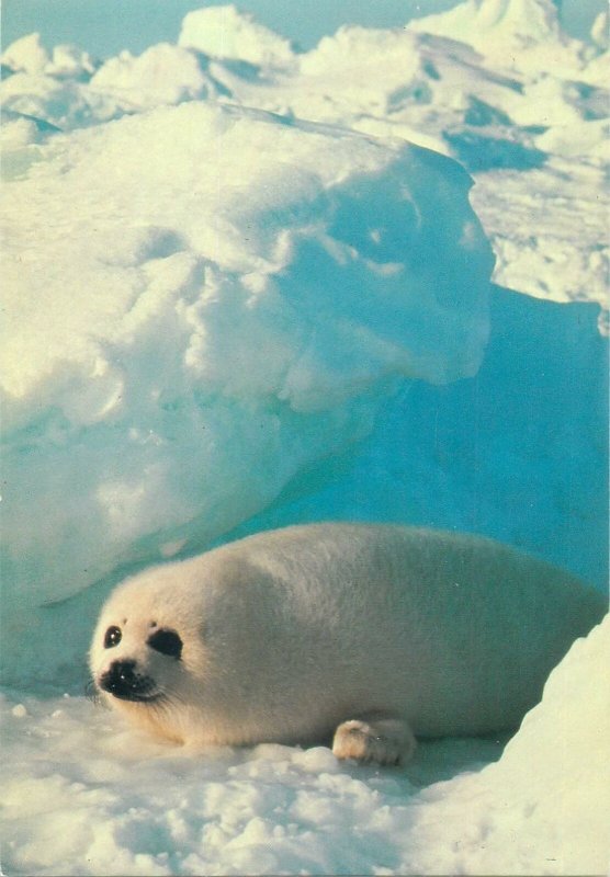 Postcard white seal