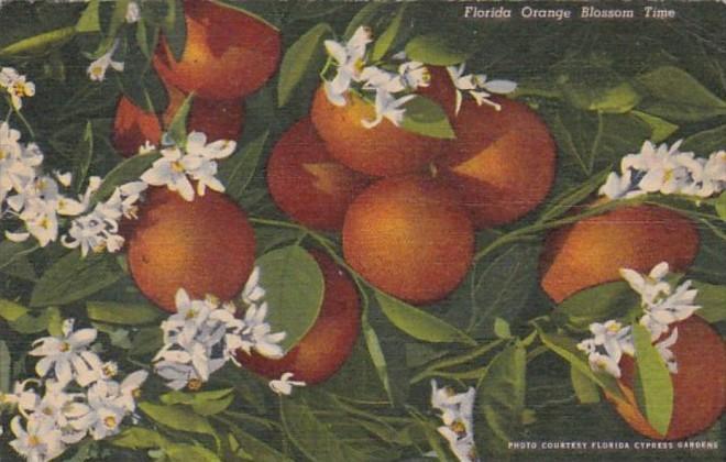 Flowers Florida Orange Blossom Time Curteich