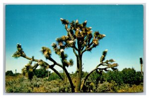 Joshua Tree In Bloom UNP Unused Chrome Postcard D21