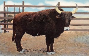 The Amazing Brahmalo Buffalo Ranch Afton OK 