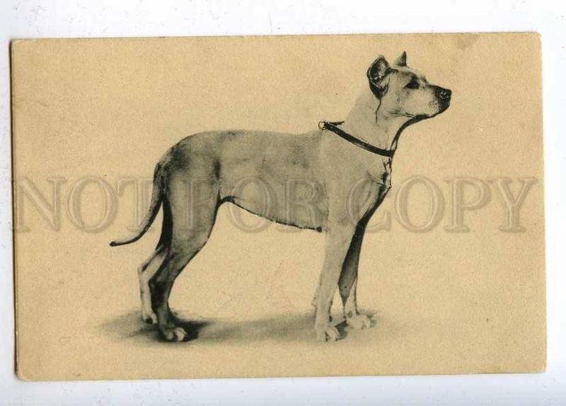 202362 GREAT DANE Dog Vintage postcard