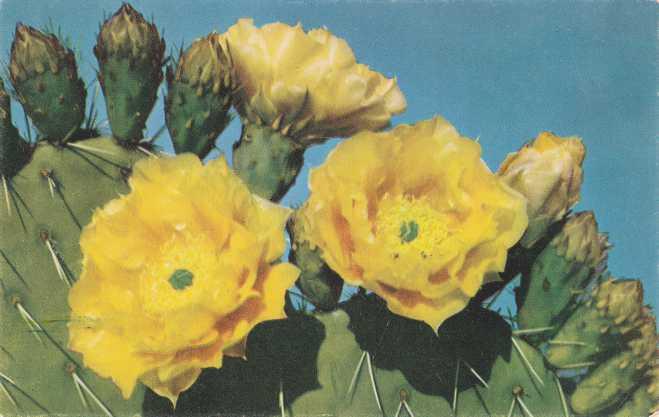 Prickly Pear Cactus - Desert Flower