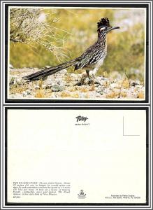 New Mexico Roadrunner State Bird - [NM-013X]