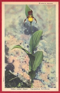 YELLOW LADIES SLIPPER  FLOWER SOUTH DAKOTA   SEE SCAN  PC45