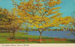 Florida The Golden Shower Tree In Bloom 1970