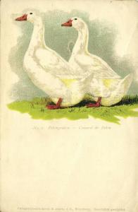 Duck, Pekingenten, Canard de Pekin (1910s) No. 11