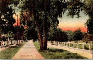 Beautiful Avenue in Clearwater FL Vintage Postcard H42