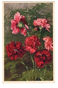 Dianthus, Garden Pink, Swiss Flower Series