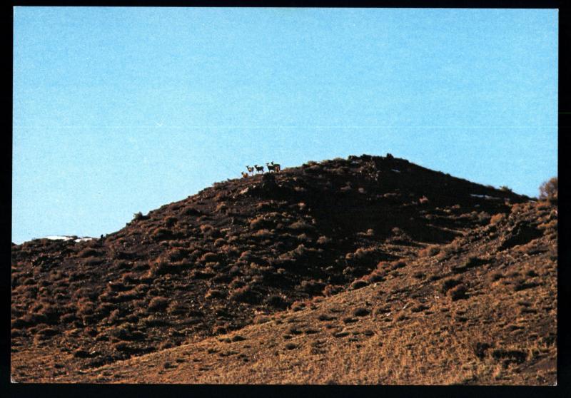 Wild Sheep are extremely careful Human presence MONGOLIA Real Photo MNR Postcard