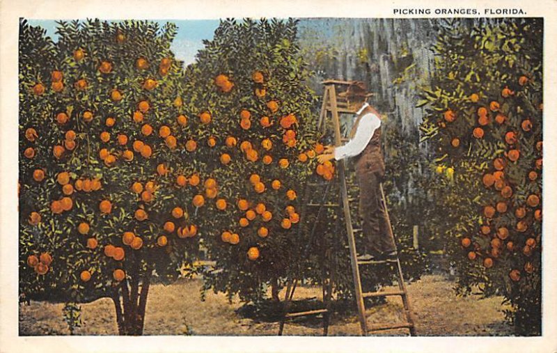 Picking oranges Florida, USA Florida Oranges Writing on Back 