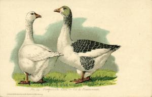 Goose Geese, Pommersche Gans, Oie de Pommeranie (1910s) No. 34