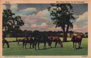 Blue Grass Scene In Old Kentucky c.1930's Postcard 2T5-582