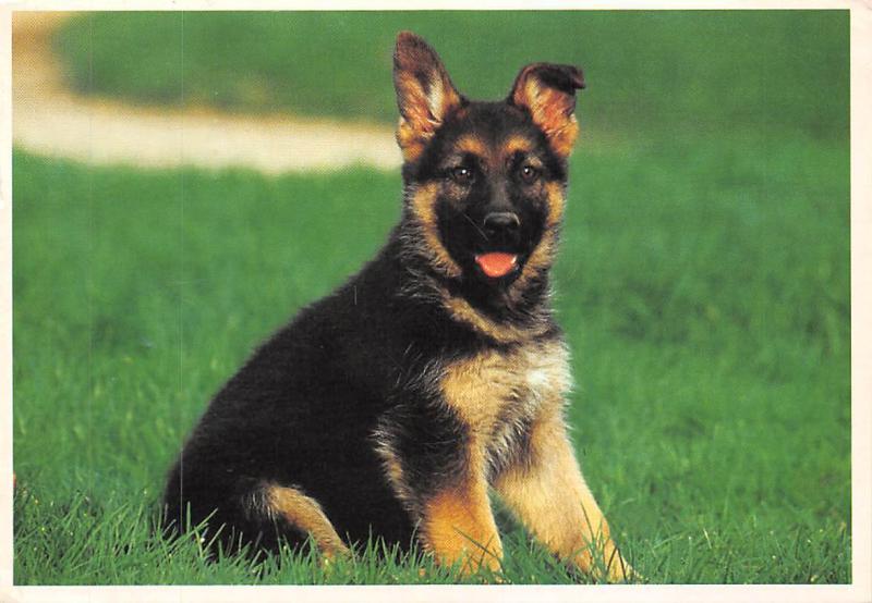 german shepherd with small dogs