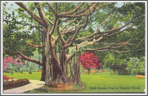Florida Giant Banyan Tree - [FL-115]