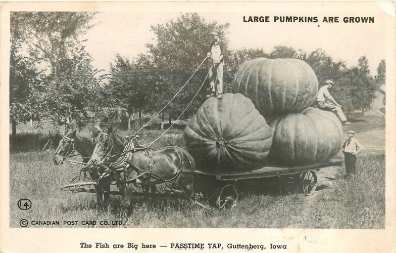 Postcard 1957 Iowa Guttenberg Pumpkin exaggeration farm agriculture IA24-1292