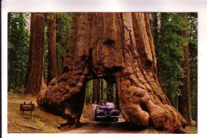 Yosemite National Park, Car in Wawona Tunnel Tree, California,