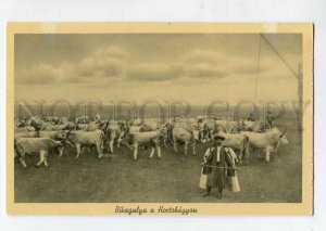 3086230 HUNGARY Herd bulls at pasture-land Hortobagy Vintage PC