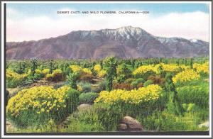 California Desert Cacti & Wild Flowers Postcard