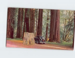 Postcard Redwood Grove US Highway 101 California USA North America