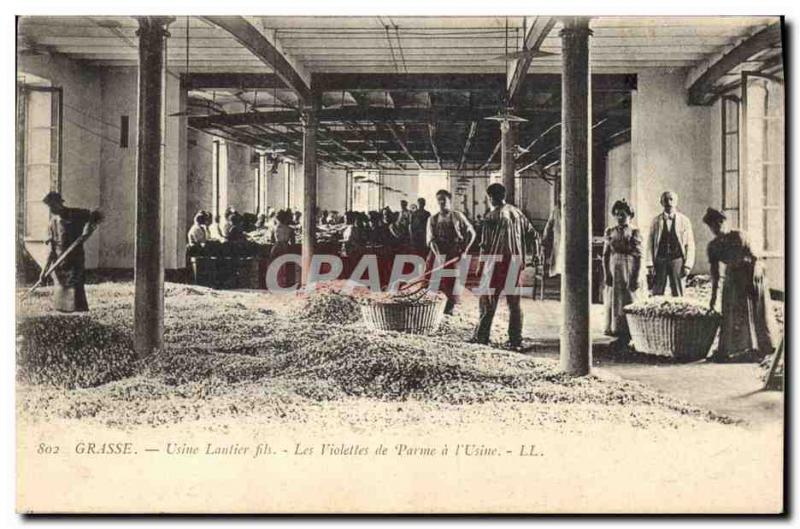 Old Postcard Collection Grasse Factory Lautier Fils Parma violets in the & # ...