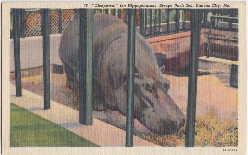 1947 Kansas City Missouri Mo Hippo Hippopotamus Swope Park Zoo CLEOPATRA 