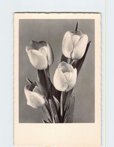 Postcard Greeting Card with Tulips Picture