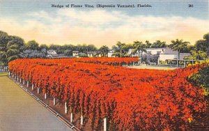 Hedge of Flame Vine Misc, Florida  