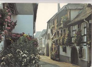 BF21608 l alsace fleurie vieilles maisonribeauville  france  front/back image