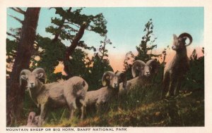 VINTAGE POSTCARD BIG HORN MOUNTAIN SHEEP BANFF NATIONAL PARK CANADA