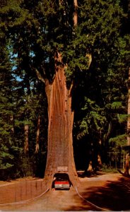 California Redwood Highway Chandelier Drive-Thru Tree 1967