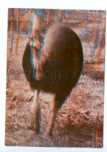 498603 USSR 1967 year Latvia Riga Zoo cassowary stereo volumetric postcard