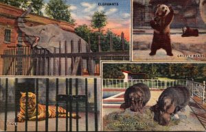 Tennessee Memphis Zoo Elephants Grizzly Bears Tiger & Hippopotamuses 1953 Cur...