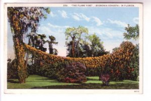 Flame Vine Growing Between Trees, Florida, Used 1926