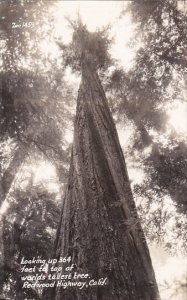 Looking Up 364 Feet To Top Of Worlds Tallest Tree Redwood Highway California ...