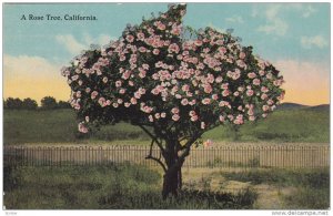 A Rose Tree, California,  00-10s